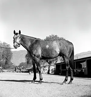 Michaelochs Archives Prints: Santa Anita