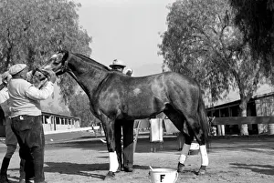 Michaelochs Archives Prints: Santa Anita