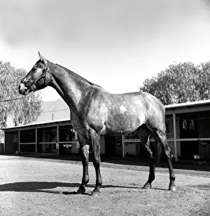 Michaelochs Archives Prints: Santa Anita