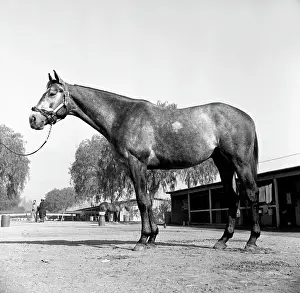 Michaelochs Archives Prints: Santa Anita