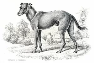 Images Dated 10th June 2015: Santo Domingo feral dog engraving 1840