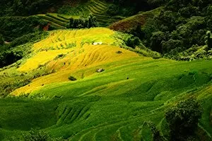 Images Dated 9th September 2011: Sapa rice terrace