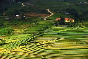 Images Dated 11th September 2011: Sapa rice terrace, Vietnam