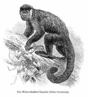 Images Dated 15th April 2017: Sapajou monkey engraving 1878