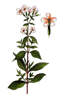 Saponaria officinalis (Soapwort, common soapwort, bouncing-bet, crow soap, wild sweet William)