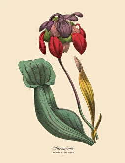 Single Flower Gallery: Sarracenia or Trumpet Pitcher Plant, Victorian Botanical Illustration