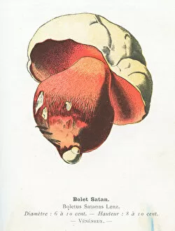 Edible Mushrooms, Victorian Botanical Illustration Collection: Satan boletus mushroom engraving 1895