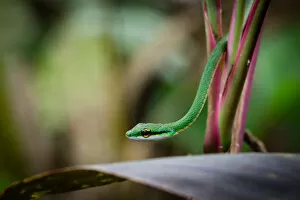 Images Dated 6th May 2012: Satiny Parrot Snake, Leptophis depressirostris