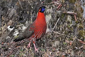 Images Dated 26th April 2014: Satyr tragopan
