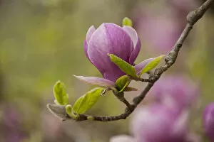 Images Dated 2nd May 2013: Saucer Magnolia -Magnolia x soulangeana-, flowering, Thuringia, Germany