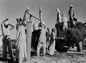 Huty37084 Prints: Saudi Arabian Alfalfa Harvest