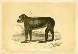 Images Dated 24th July 2016: Savage ape illustration 1851