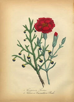 Images Dated 7th July 2016: Savine and Clove or Carnation Victorian Botanical Illustration
