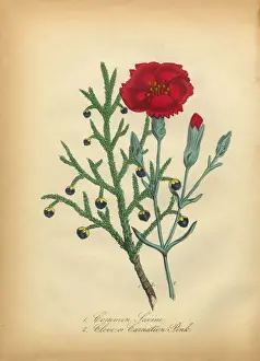 Savine and Clove or Carnation Victorian Botanical Illustration
