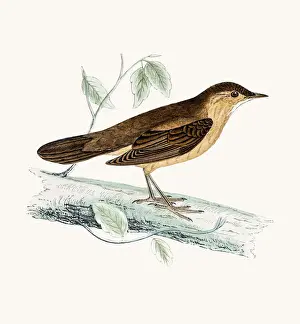 Warbler Prints: Savis warbler
