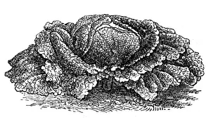 Cabbage Prints: Savoy cabbage