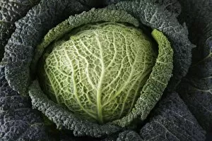 Images Dated 12th January 2012: Savoy cabbage -Brassica oleracea convar. Capitata var. sabauda L. -