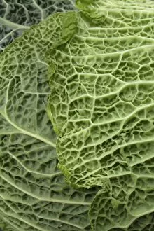 Images Dated 8th September 2011: Savoy cabbage -Brassica oleracea convar. Capitata var sabauda L. -, detail of leaf