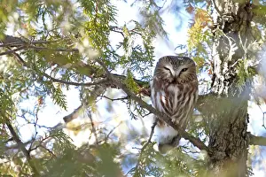 Saw-whet Owl