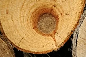 Sawed tree trunk with annual rings