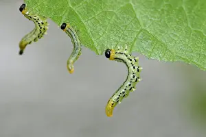 Out Of Focus Prints: Sawfly, larvae (Craesus septentrionalis)