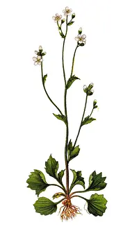 Saxifraga granulata, commonly called meadow saxifrage