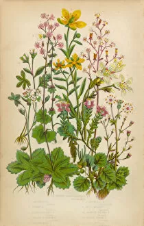 The Flowering Plants and Ferns of Great Britain Collection: Saxifrage, Saxifraga, Rockfoil and Succulent Victorian Botanical Illustration
