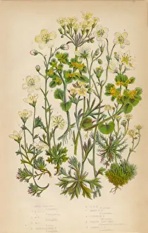 Succulent Plant Prints: Saxifrage, Saxifraga, Rockfoil and Succulent Victorian Botanical Illustration