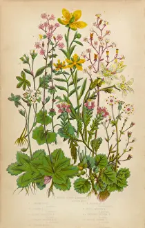 Succulent Plant Prints: Saxifrage, Saxifraga, Rockfoil and Succulent Victorian Botanical Illustration