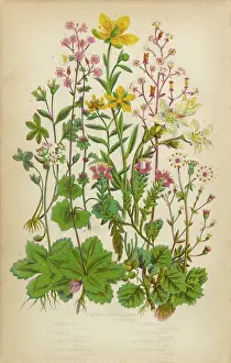 Saxifrage, Saxifraga, Rockfoil and Succulent Victorian Botanical Illustration