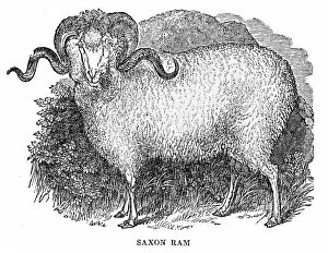 Images Dated 18th June 2015: Saxon ram engraving 1844