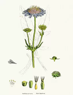 Macro Gallery: Scabiosa plant scientific illustration