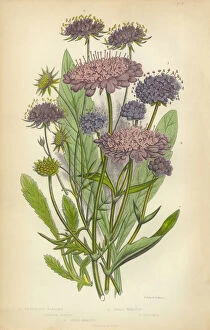 Images Dated 26th February 2016: Scabious, Honeysuckle, Pincushion Flower, Knautia, Victorian Botanical Illustration
