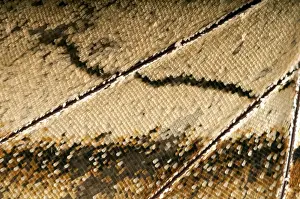 Veining Prints: Scales of a butterflys wing of the Meander Prepona -Archaeoprepona meander