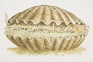 Scallop (aviculopecten), extinct species with closed shell, side view