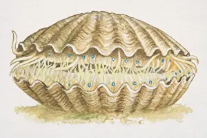 Paleontology Prints: Scallop (aviculopecten), extinct species with closed shell, side view