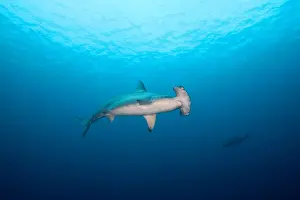 Colombia Prints: Scalloped Hammerhead