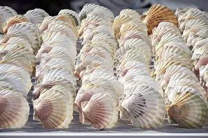 Mollusc Collection: Scallops, including Great Scallop (Pecten maximus)