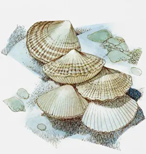 Crustacean Prints: Scallops on sea bed