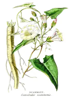 Scammony botanical engraving 1857