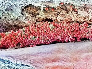 Science Inspired Art Gallery: Scanning electron micrograph (SEM) of red blood cell