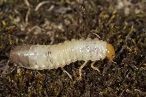 Images Dated 24th September 2012: Scarab Beetle -Scarabaeidae sp.- larva, Untergroeningen, Abtsgmuend, Baden-Wuerttemberg, Germany