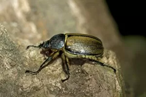 Coleoptera Gallery: Scarab beetle -Scarabaeidae-, Tandayapa region, Andean cloud forest, Ecuador, South America