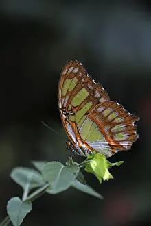 Scarce Bamboo Page, Dido Longwing -Philaethria dido-, from South America, Mainau island, Baden-Wuerttemberg, Germany, Europe