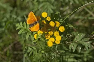 Images Dated 13th August 2011: Scarce Copper butterfly -Lycaena virgaureae-, Lueneburg Heath, Lower Saxony, Germany, Europe