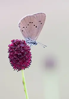Wilfried Martin Nature Photography Prints: Scarce Large Blue (Phengaris teleius) on Great Burnet (Sanguisorba officinalis), Hesse