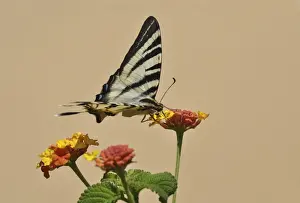 Ingeborg Knol Photography Prints: Scarce Swallowtail butterfly -Iphiclides podalirius- on Shrub Verbena