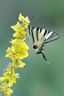 Foxglove Prints: Scarce Swallowtail -Iphiclides podalirius- on mullein, Bulgaria