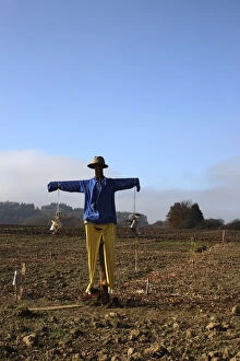 Images Dated 9th November 2011: Scarecrow in the field, Upper Swabia, Baden-Wuerttemberg, Germany, Europe