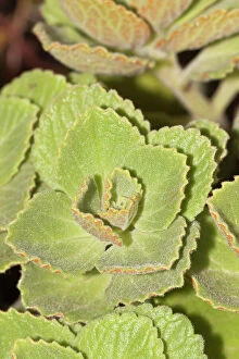 Images Dated 30th August 2012: Scaredy cat plant -Coleus canina Hybr. -, drives away cats and dogs